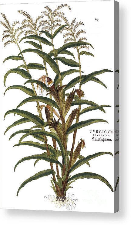 1730s Acrylic Print featuring the photograph Turkish Corn, 1735 by Granger