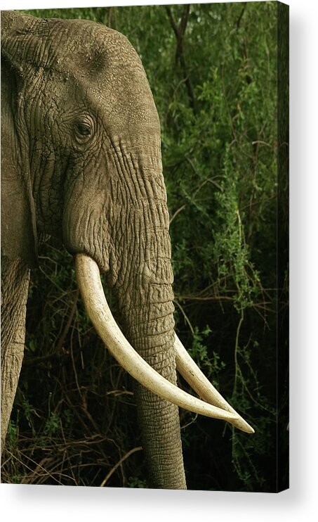 Africa Acrylic Print featuring the photograph Tusk profile by Sylvia J Zarco