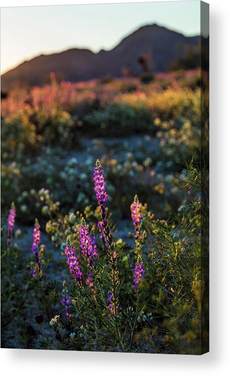 Landscape Acrylic Print featuring the photograph Twilight Lupine by Laura Roberts