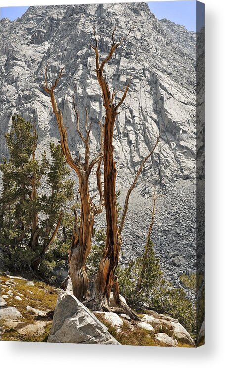 Tree Acrylic Print featuring the photograph Twin Sticks by Kelley King