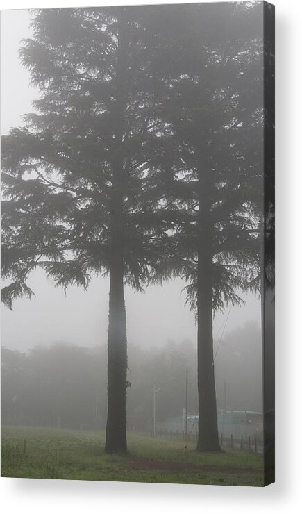 Morning Acrylic Print featuring the photograph Twin Trees by Masami Iida