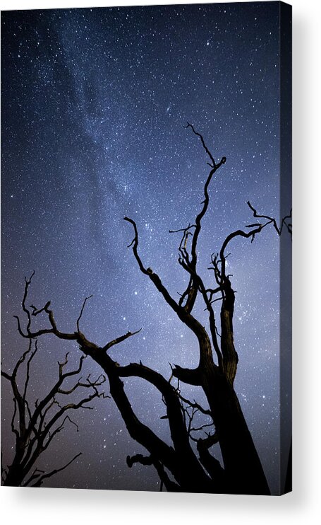Milky Way Acrylic Print featuring the photograph Twisted Spooky Trees and the Milky Way Stars by Anita Nicholson