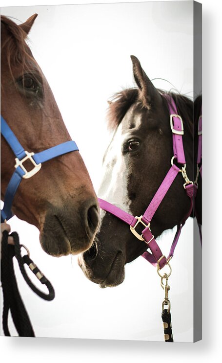 Kelly Hazel Acrylic Print featuring the photograph Two Horses Nose to Nose in Color by Kelly Hazel