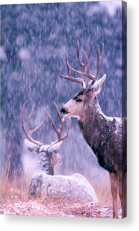 Mark Miller Photos Acrylic Print featuring the photograph Two Mule Deer Bucks in Snow by Mark Miller