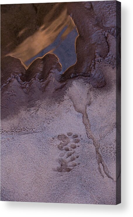 Animal Tracks Acrylic Print featuring the photograph Two Steps Over The Line by Deborah Hughes