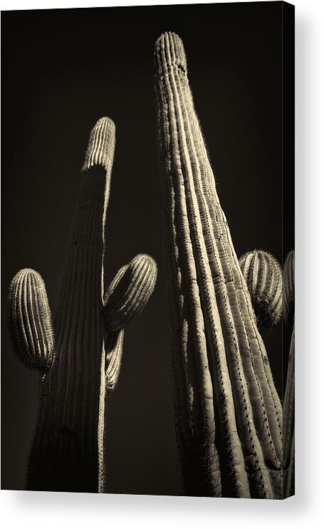 Arizona Acrylic Print featuring the photograph Two Tall Saguaros by Roger Passman