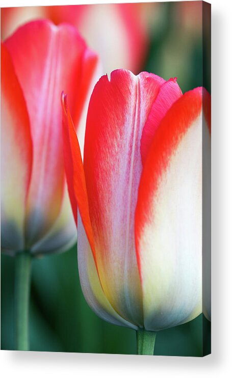 Tulips Acrylic Print featuring the photograph Two Tulips by Rebekah Zivicki