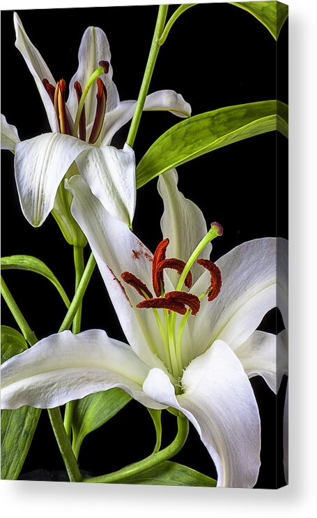 White Tiger Lily Acrylic Print featuring the photograph Two wonderful lilies by Garry Gay