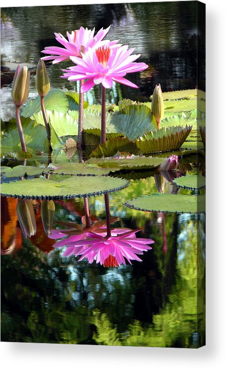 Water Lilies Acrylic Print featuring the photograph Two Worlds by John Lautermilch