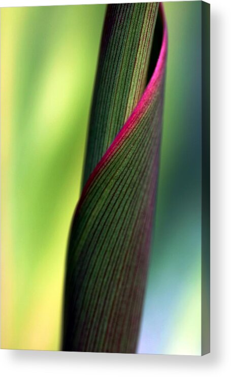 Cabbage Tree Acrylic Print featuring the photograph Uncommon by Mitch Cat