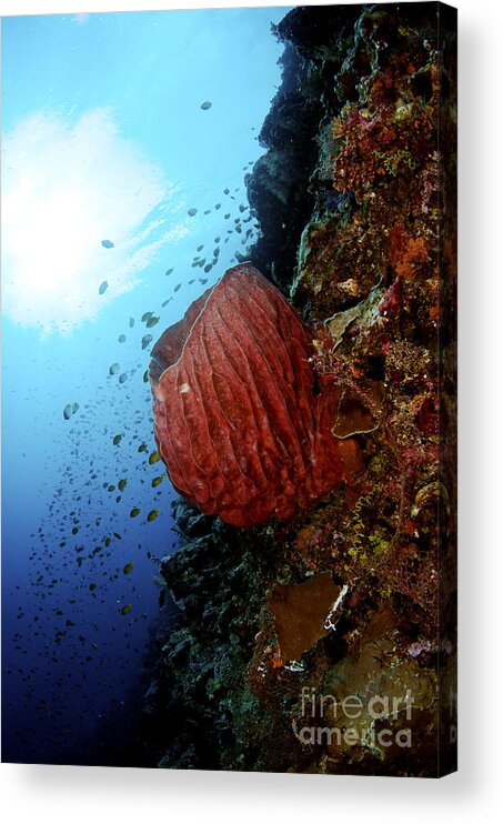 Aqua Acrylic Print featuring the photograph Underwater Scene - Barrel Sponge by Steve Rosenberg - Printscapes