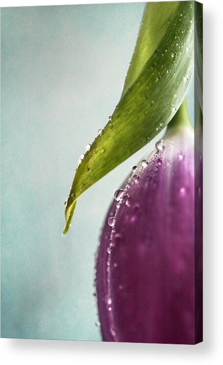 Tulip Acrylic Print featuring the photograph Undulation by Maggie Terlecki