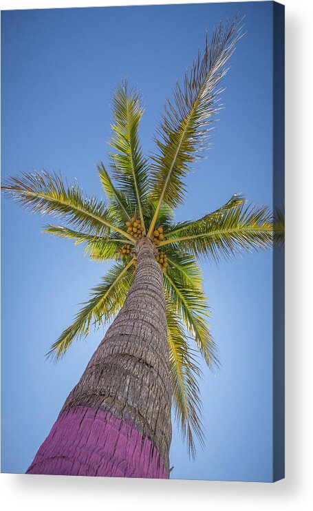 Florida Acrylic Print featuring the photograph Up by Paul Schultz