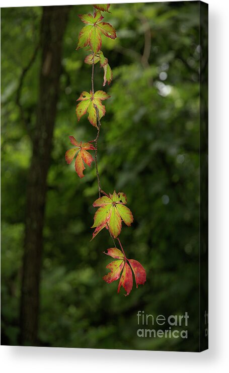 Fall Acrylic Print featuring the photograph Upcoming Season by Mike Eingle