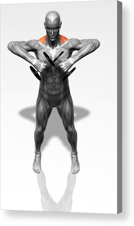 Vertical Acrylic Print featuring the photograph Upright Row Exercise (part 1 Of 2) by MedicalRF.com