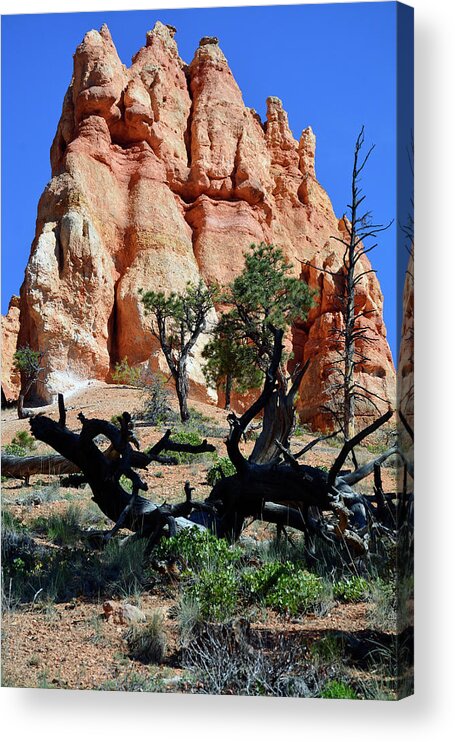 Bryce Acrylic Print featuring the photograph Upward by Bruce Gourley