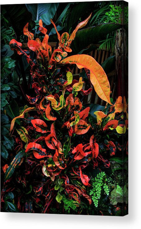 Bonnie Follett Acrylic Print featuring the photograph Variegated Croton Burst of Color by Bonnie Follett