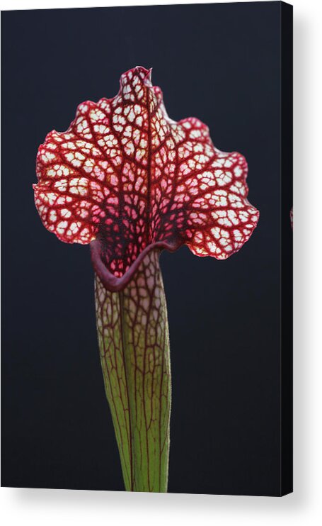 Veins Acrylic Print featuring the photograph Vascular Web by Tammy Pool