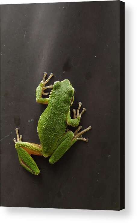 Pacific Chorus Frog Acrylic Print featuring the photograph Velcro Feet by I'ina Van Lawick