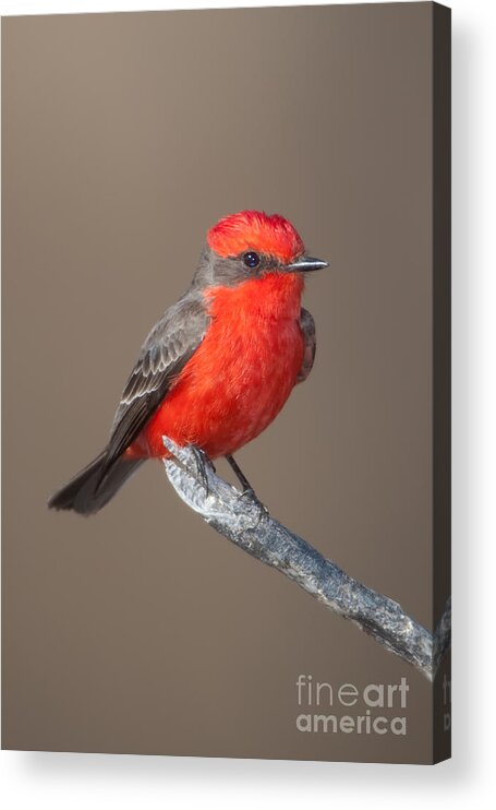 Clarence Holmes Acrylic Print featuring the photograph Vermilion Flycatcher by Clarence Holmes