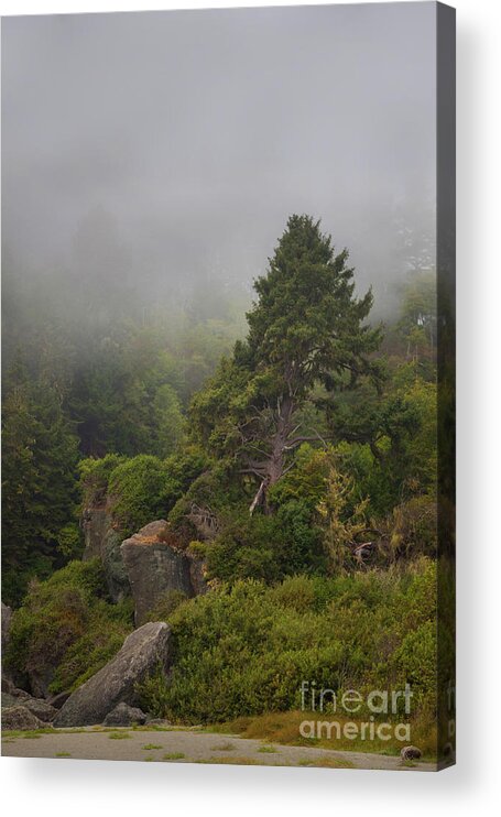 Tree Acrylic Print featuring the photograph View From The Beach by Mark Alder