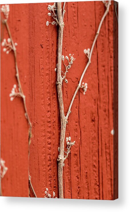 Jay Stockhaus Acrylic Print featuring the photograph Vine by Jay Stockhaus