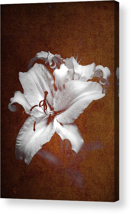 Jenny Rainbow Fine Art Photography Acrylic Print featuring the photograph Vintage White Lilies by Jenny Rainbow