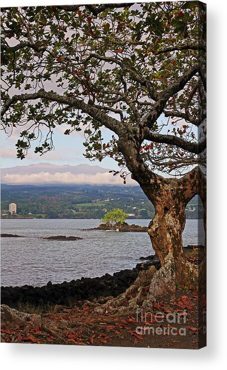 Inactive Acrylic Print featuring the photograph Volcano Through the Tree by Jennifer Robin