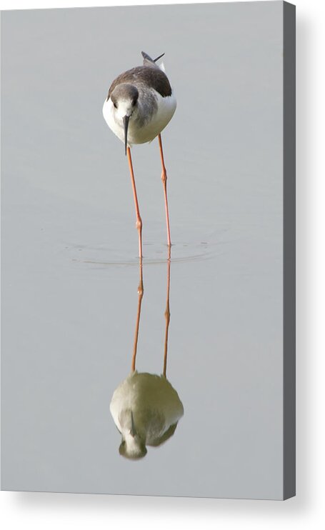 India Acrylic Print featuring the photograph Wading bird and reflection in water by Ndp