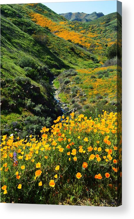 Poppies Acrylic Print featuring the photograph Walker Canyon Vista by Glenn McCarthy Art and Photography