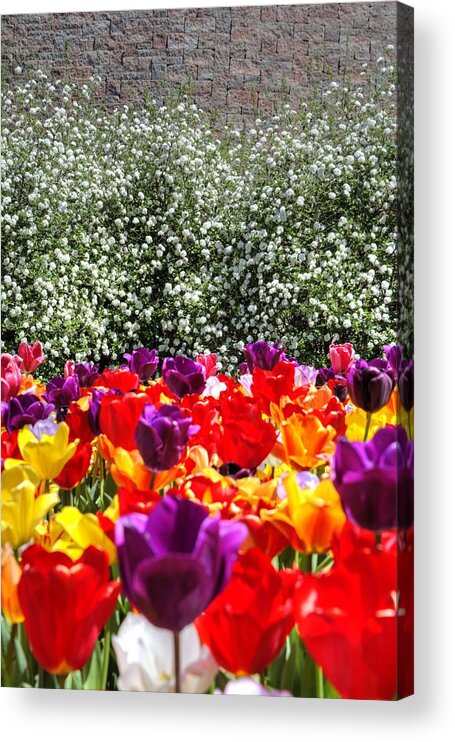 Ohio Acrylic Print featuring the photograph Wall Flowers by FineArtRoyal Joshua Mimbs