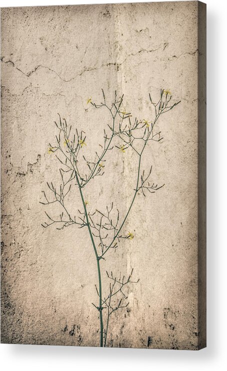 Weed Acrylic Print featuring the photograph Textured Pattern by Marilyn Wilson