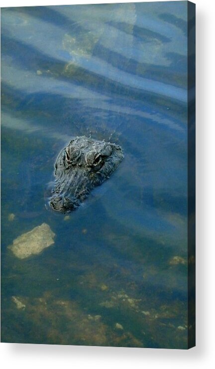 Alligator Acrylic Print featuring the photograph Wally the Gator by Robert Nickologianis