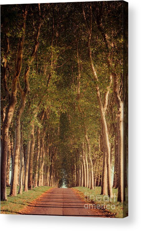 Brown Acrylic Print featuring the photograph Warm French Tree Lined Country Lane by Paul Warburton