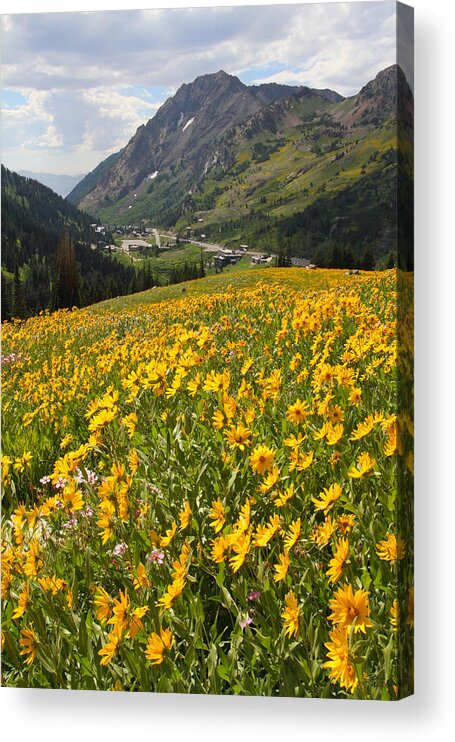 Landscape Acrylic Print featuring the photograph Wasatch Wildflowers by Brett Pelletier