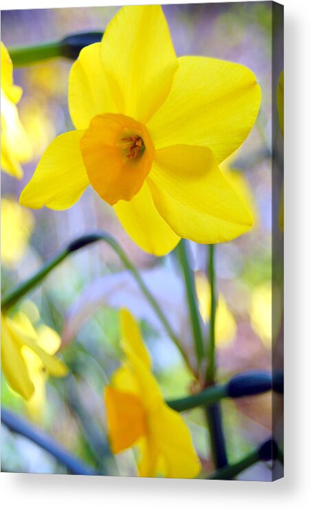 Daffodil Acrylic Print featuring the photograph Water Color Daffodil by Amy Fose