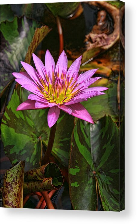 Water Lillies Acrylic Print featuring the photograph Water Lily 29 by Allen Beatty