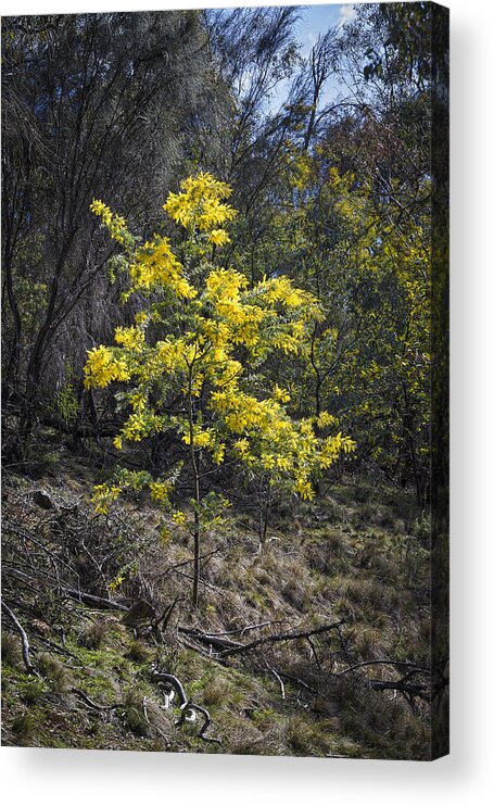 Wattle Acrylic Print featuring the photograph Wattle Tree - Canberra - Australia by Steven Ralser