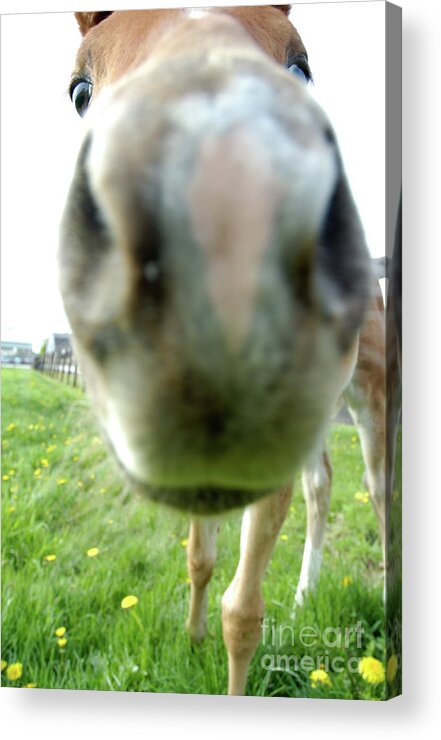 Filly Acrylic Print featuring the photograph Well hello by Kathi Shotwell