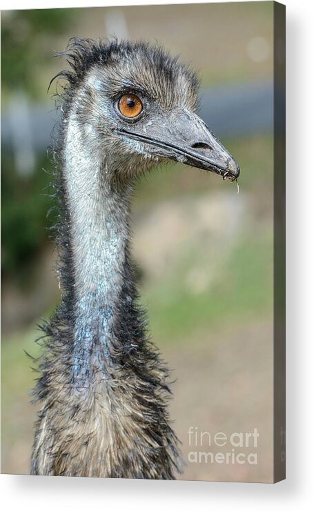 Wildlife Acrylic Print featuring the photograph Emu 2 by Werner Padarin