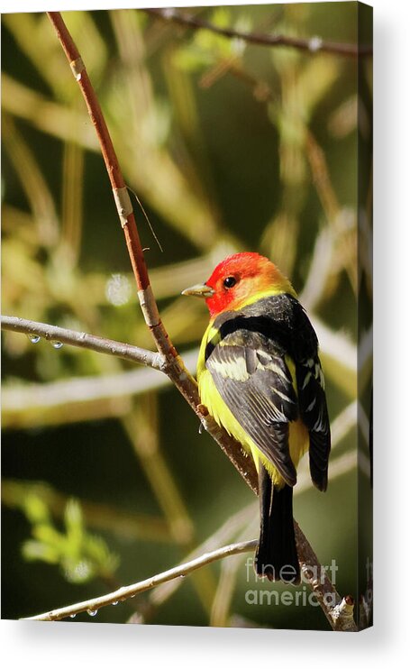 Western Tanager Acrylic Print featuring the photograph Western Tanager in the Rocky Mountains of Colorado by Natural Focal Point Photography