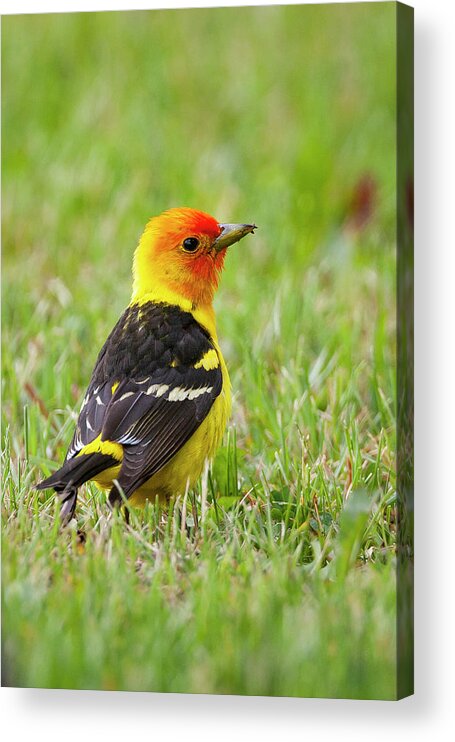 Mark Miller Photos Acrylic Print featuring the photograph Western Tanager by Mark Miller