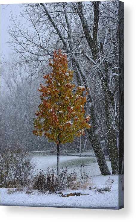 Wolfe Wildlife Refuge Acrylic Print featuring the photograph When Seasons Collide by Forest Floor Photography