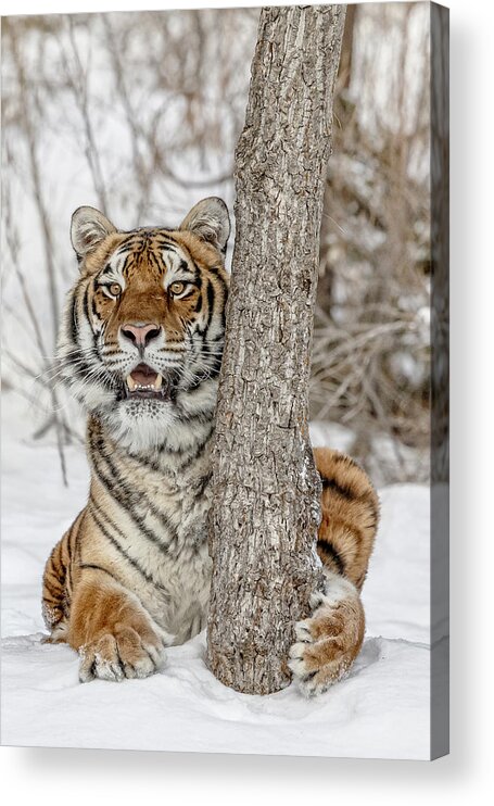 When Tigers Hide Acrylic Print featuring the photograph When Tigers Hide by Wes and Dotty Weber