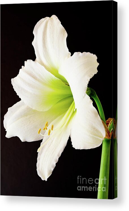 Amaryllis Acrylic Print featuring the photograph White Amaryllis by Colin Rayner