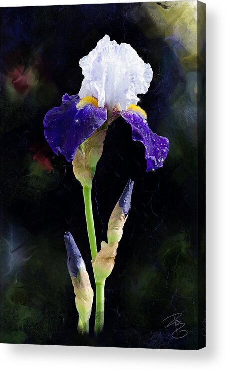 Beautiful Acrylic Print featuring the digital art White and Blue iris by Debra Baldwin