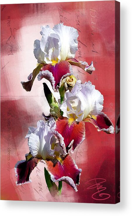 Beautiful Acrylic Print featuring the digital art White and Burgundy Irises by Debra Baldwin