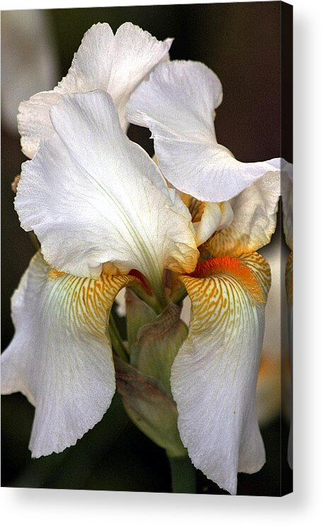 Nature Acrylic Print featuring the photograph White Bearded Iris by Sheila Brown