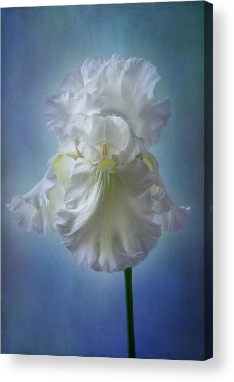 White Iris Acrylic Print featuring the photograph White Bianca by Marina Kojukhova