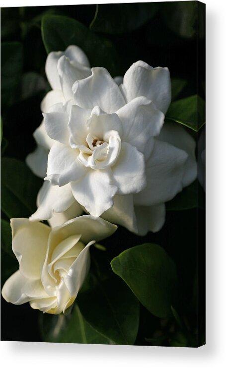 Gardenia Acrylic Print featuring the photograph White Bunny Gardenia by Tammy Pool